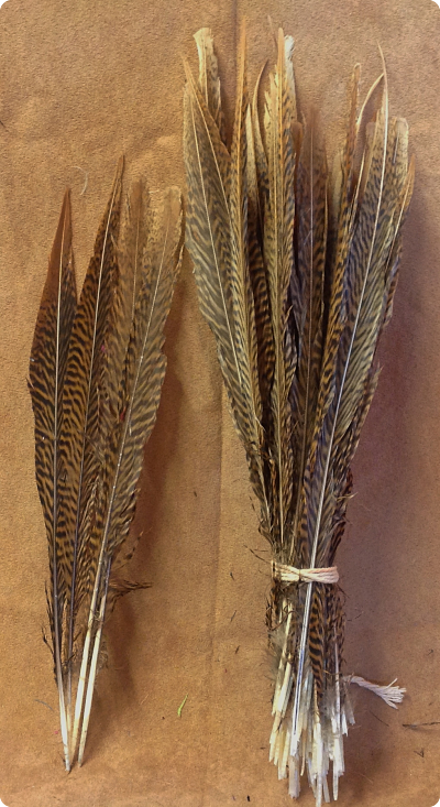 Golden Pheasant feathers