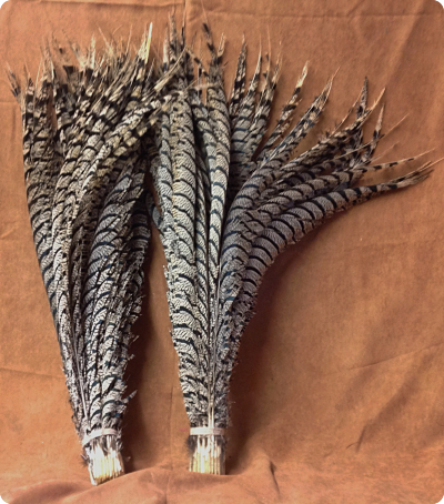 Lady Amherst Zebra feathers
