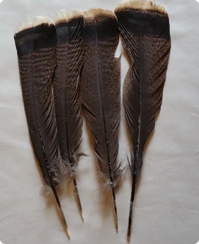Wild Turkey feathers