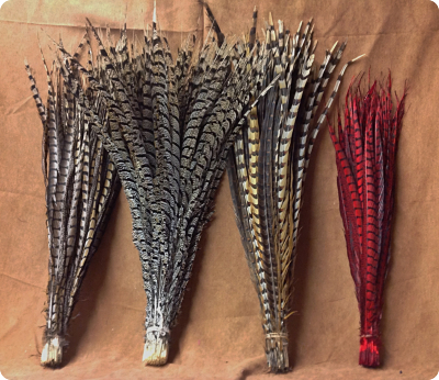 Pheasant feathers